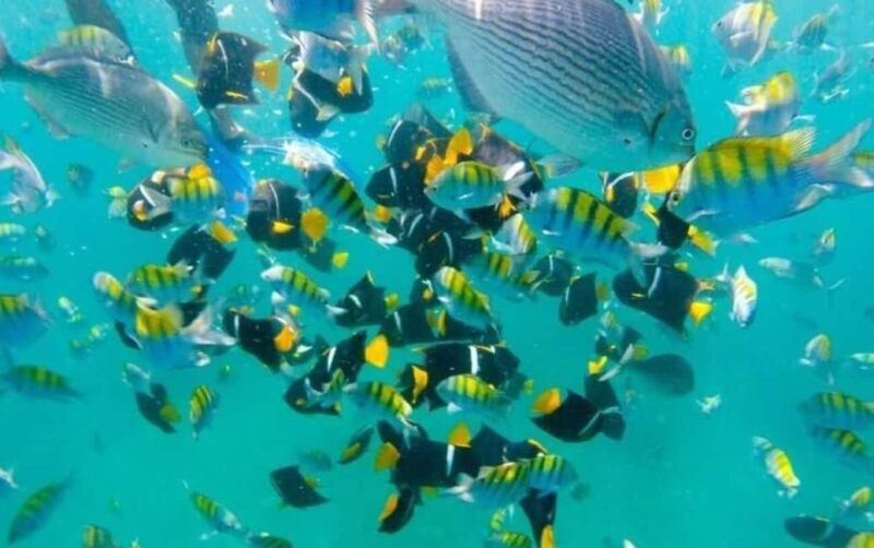 Puerto Vallarta: Beach Boy Los Arcos, Animas and Quimixto - Snorkeling at Los Arcos