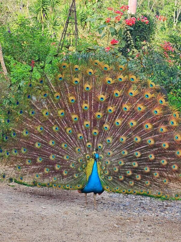 Puerto Vallarta: Botanical Garden & Tequila Tasting Tour - Final Thoughts