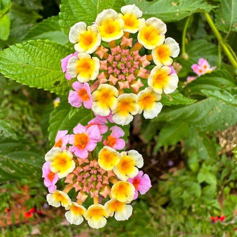 Puerto Vallarta: Botanical Garden Walking Tour - Key Points