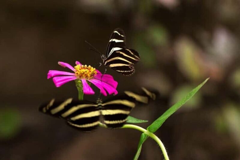 Puerto Vallarta: Butterfly Sanctuary Guided Tour - Key Points