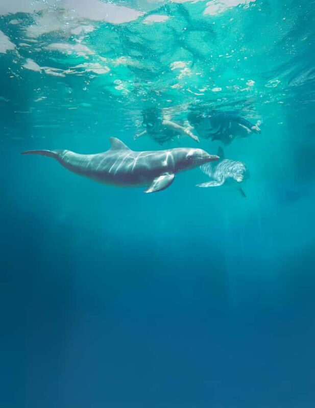 Puerto Vallarta: Dolphin Royal Connection & Water Park Pass - What You Can Expect from This Experience