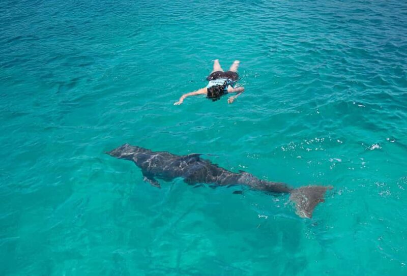 Puerto Vallarta: Dolphin Royal Connection & Water Park Pass - Authentic Experiences from Other Travelers