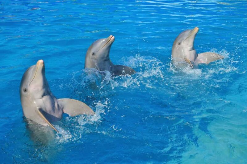 Puerto Vallarta: Dolphin Royal Connection & Water Park Pass - Who Would Love This Experience?