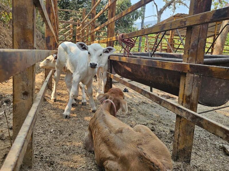 Puerto Vallarta: Hands-on Farm Experience from Cow to Cheese - Analyzing the Value