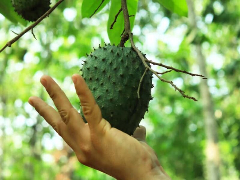 Puerto Vallarta: Hands-on Farm Experience from Cow to Cheese - FAQ