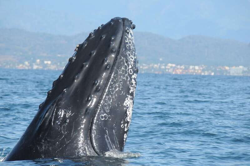 Puerto Vallarta: Humpback Whale Research Adventure Tour - Key Points