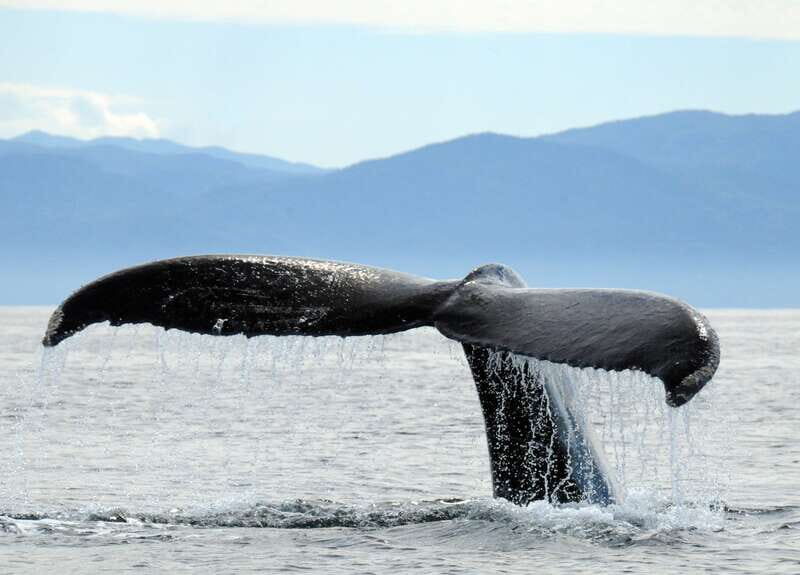 Puerto Vallarta: Humpback Whale Research Adventure Tour - Final Thoughts