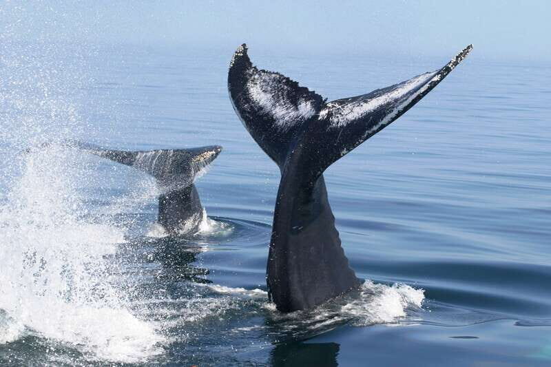 Puerto Vallarta: Humpback Whale Research Adventure Tour - FAQ