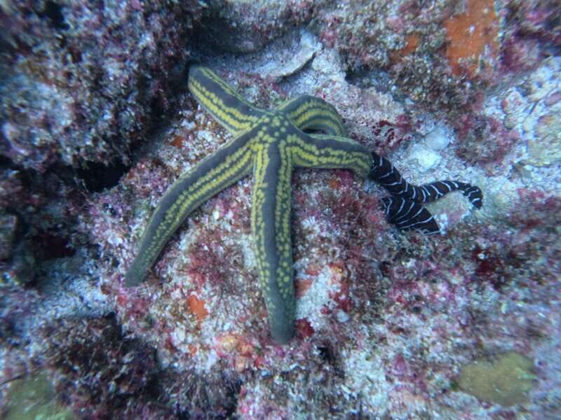 Puerto Vallarta: Los Arcos de Mismaloya, diving for beginners. - An Authentic Introduction to Underwater Adventure
