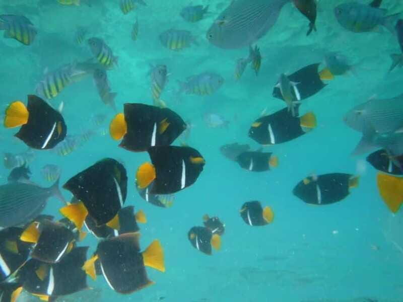 Puerto Vallarta: Los Arcos Snorkel & Beach Private Boat Tour - FAQs