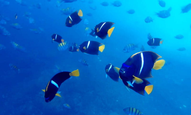 Puerto Vallarta: Los Arcos Snorkeling Tour - How the Itinerary Breaks Down