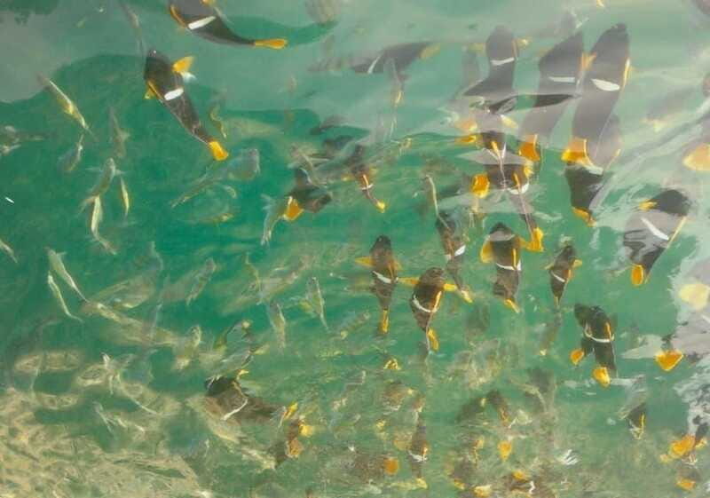 Puerto Vallarta: Los Arcos Snorkeling Tour - The Sum Up