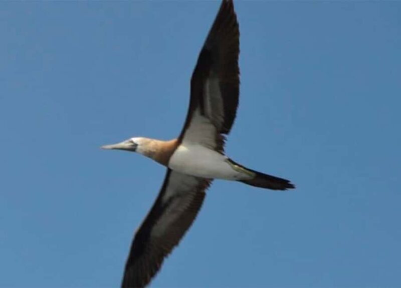 Puerto Vallarta: Marietas Islands Experience - FAQ