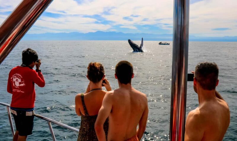 Puerto Vallarta: Mega Yacht Whale Watching Sunset Cruise - Introduction: An Elegant Way to Encounter Nature