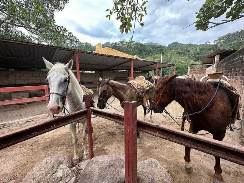 Puerto Vallarta: Mountain Waterfall Horseback Riding Tour - What Travelers Say