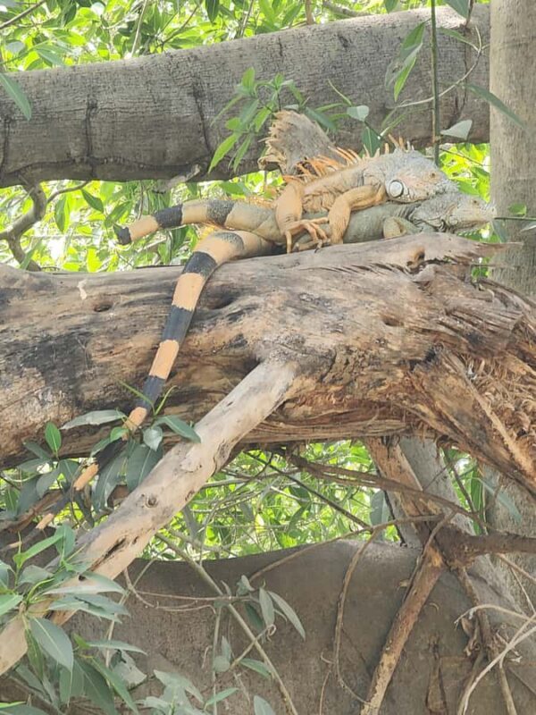 Puerto Vallarta: Oceanfront Lunch, Hike, Tequila & Beach Day - Starting Point and Transportation