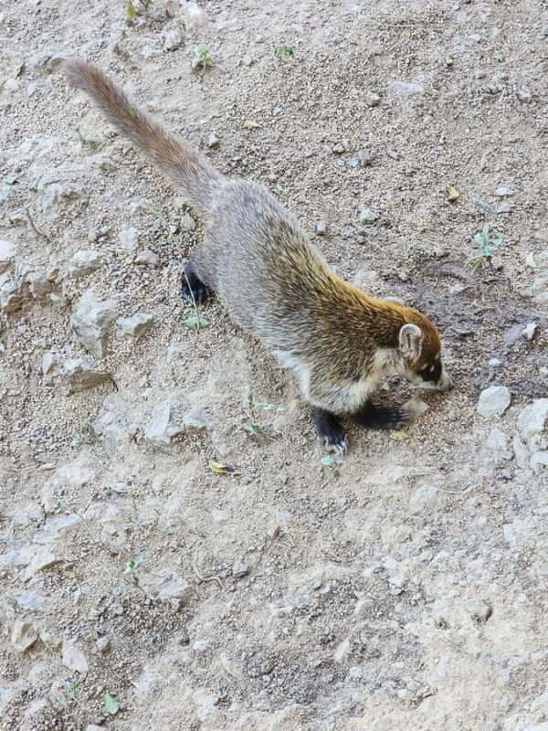 Puerto Vallarta: Oceanfront Lunch, Hike, Tequila & Beach Day - What’s Noteworthy According to Reviews