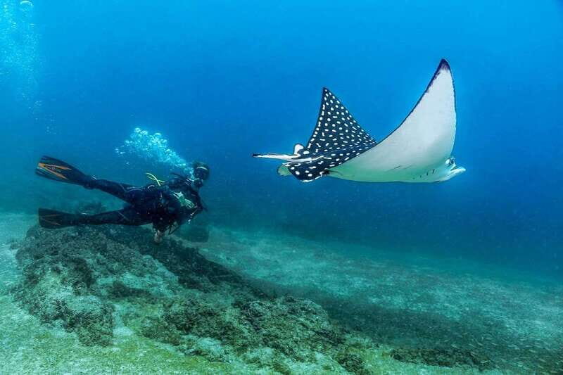 Puerto Vallarta: Scuba Dive in Las Caletas - Key Points
