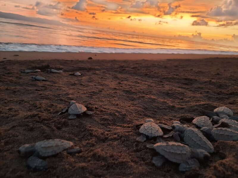 Puerto Vallarta: Sea turtle release at Sunset - Key Points