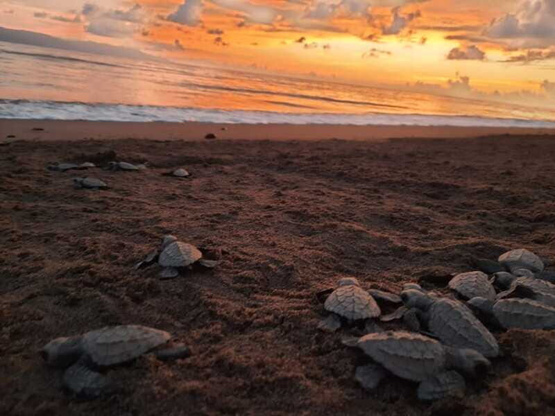 Puerto Vallarta: Sea turtle release at Sunset - Final Thoughts: Who Will Love This Tour?