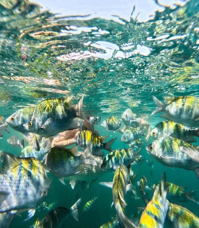 Puerto Vallarta: Snorkel With Tropical Fishes & Canopy Tour - What Travelers Say