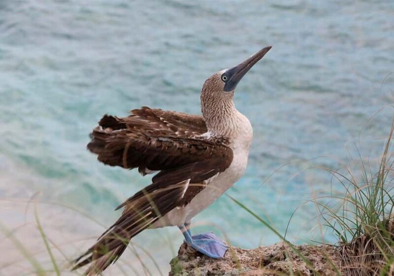 Puerto Vallarta: Snorkeling, Beach, Sailing to Marietas Park - Key Points