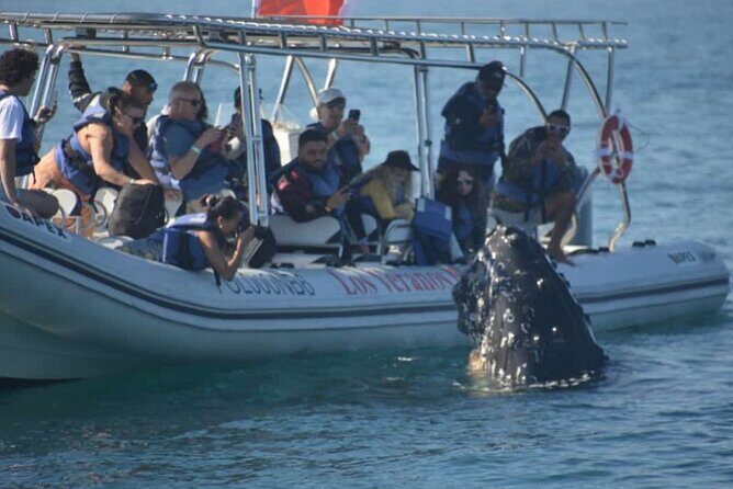 Puerto Vallarta Speedboat and Box Lunch Whale Tour - Key Points