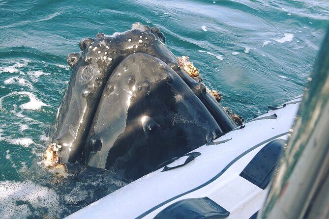 Puerto Vallarta Speedboat and Box Lunch Whale Tour - Itinerary Breakdown