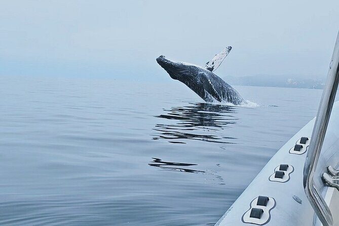 Puerto Vallarta Speedboat and Box Lunch Whale Tour - Practical Details for Travelers