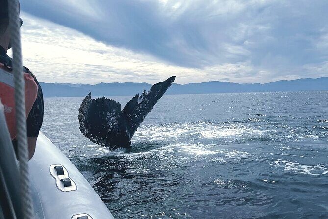 Puerto Vallarta Speedboat and Box Lunch Whale Tour - Authentic Traveler Feedback