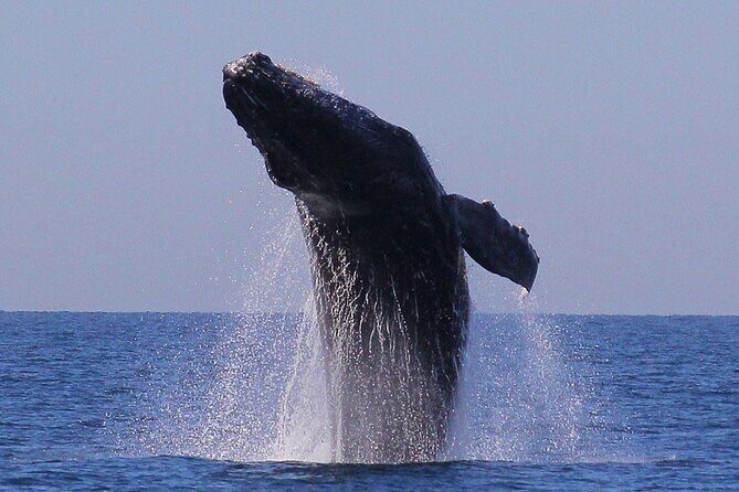 Puerto Vallarta Speedboat and Box Lunch Whale Tour - FAQs