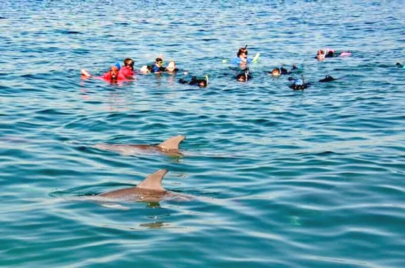 Puerto Vallarta: Swim and Paddle Board with Wild Dolphins - FAQ