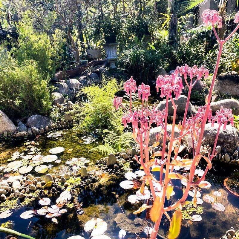 Puerto Vallarta: Vallarta's Botanical Garden by Sea or Land - Key Points