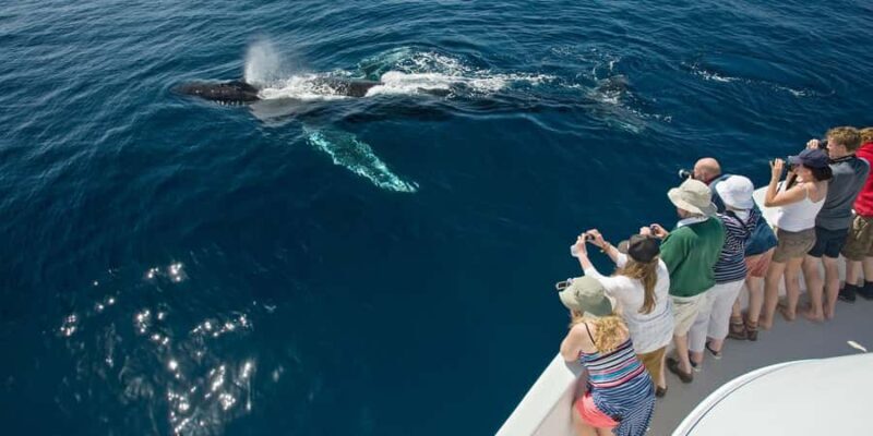 Puerto Vallarta: Whale & Dolphin Watching with Hydrophone - The Experience in Action: Pros and Cons