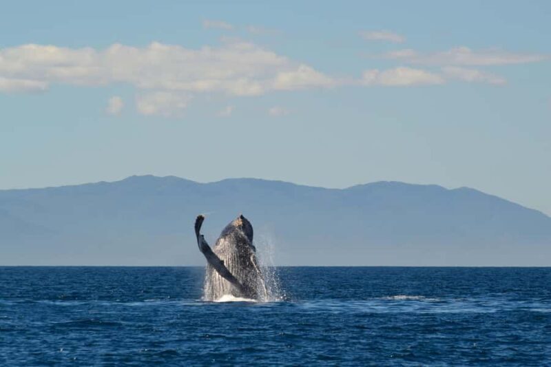 Puerto Vallarta: Whale & Dolphin Watching with Hydrophone - FAQs