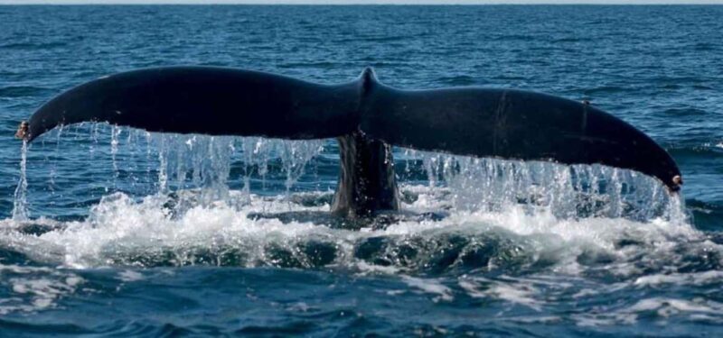 Puerto Vallarta: Whale Watching Adventure Tour - Introduction