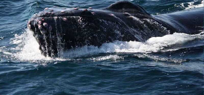 Puerto Vallarta: Whale Watching Adventure Tour - Cost and Value