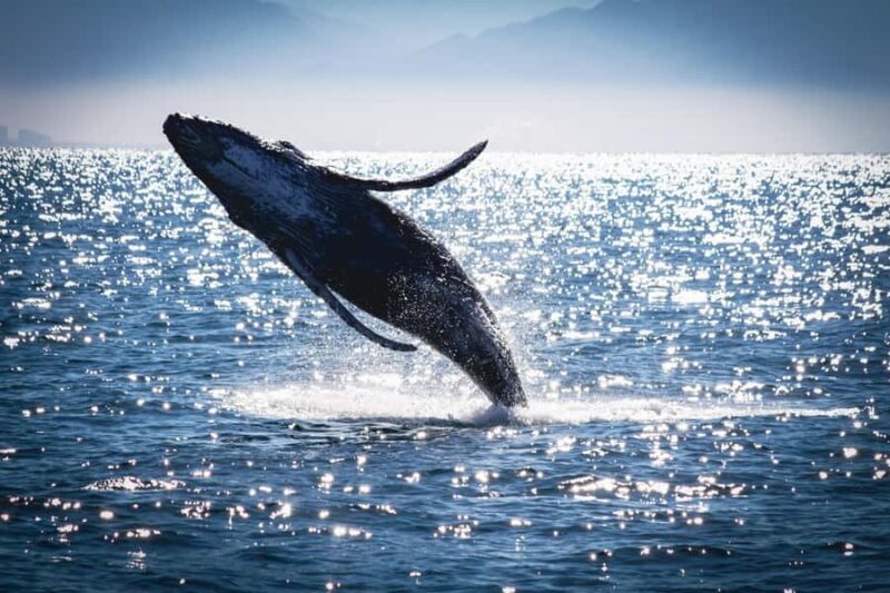 Puerto Vallarta: Whale Watching All Inclusive Experience - Key Points