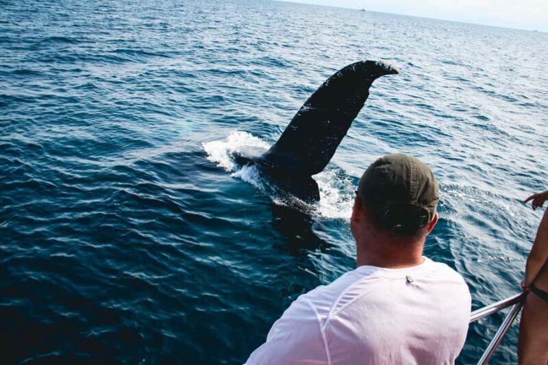Puerto Vallarta: Whale Watching All Inclusive Experience - FAQs