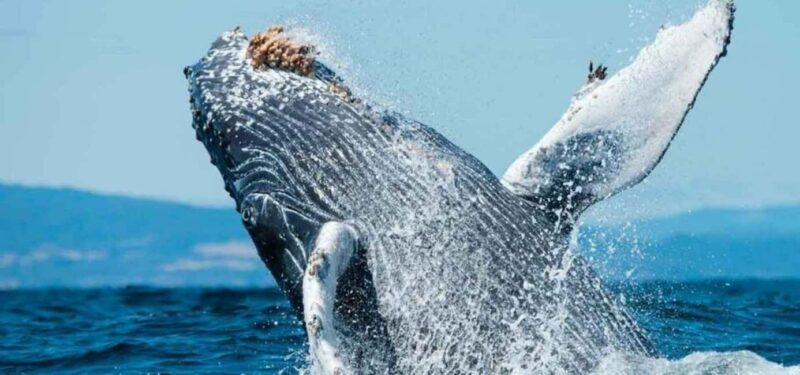 Puerto Vallarta: Whale Watching Beach Bay - Key Points
