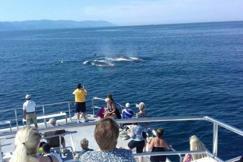 Puerto Vallarta: Whale Watching Beach Bay - A Practical Guide to the Puerto Vallarta Whale Watching Tour