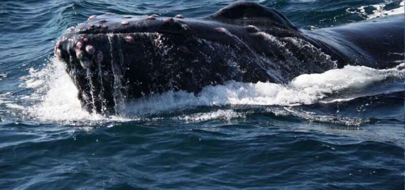 Puerto Vallarta: Whale Watching Beach Bay - Final Thoughts