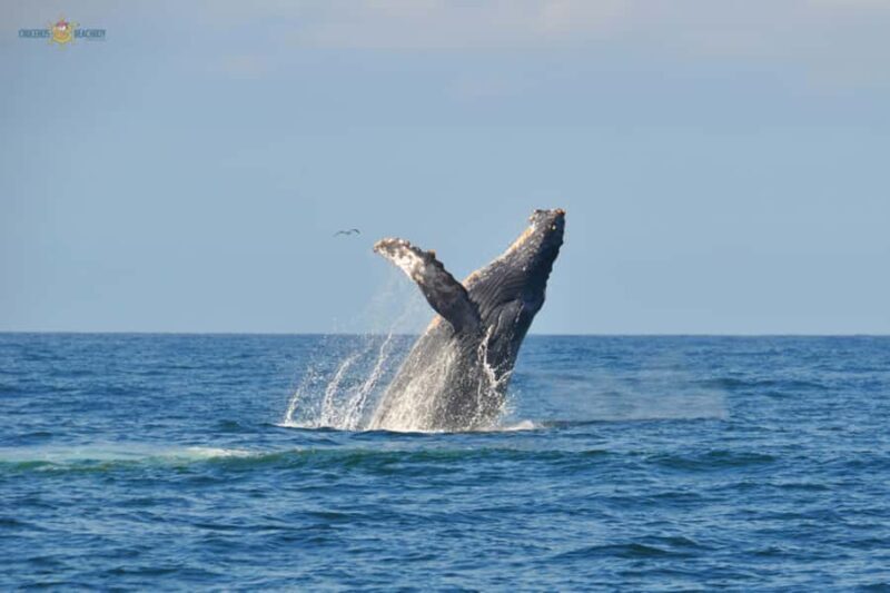 Puerto Vallarta Whale Watching by Speedboat Tour - The Itinerary Breakdown