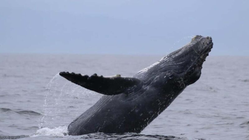 Puerto Vallarta: Whale Watching Encounter - Who Will Love This Tour?