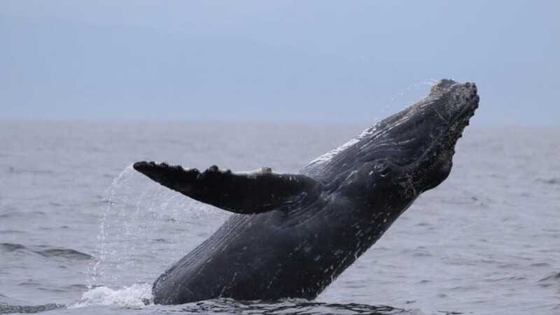 Puerto Vallarta: Whale Watching Encounter - Practical Tips and Considerations