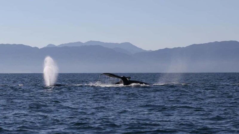 Puerto Vallarta: Whale Watching Encounter - The Sum Up