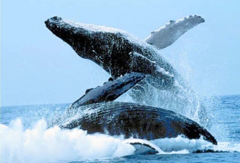 Puerto Vallarta: Whale Watching on Catamaran - Key Points