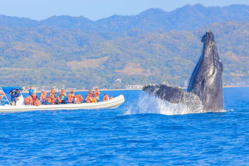Puerto Vallarta: Whale Watching Photo Safari - Key Points