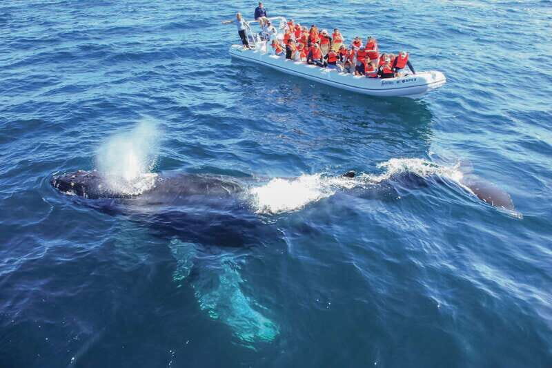 Puerto Vallarta: Whale Watching Photo Safari - What Makes This Tour Special?