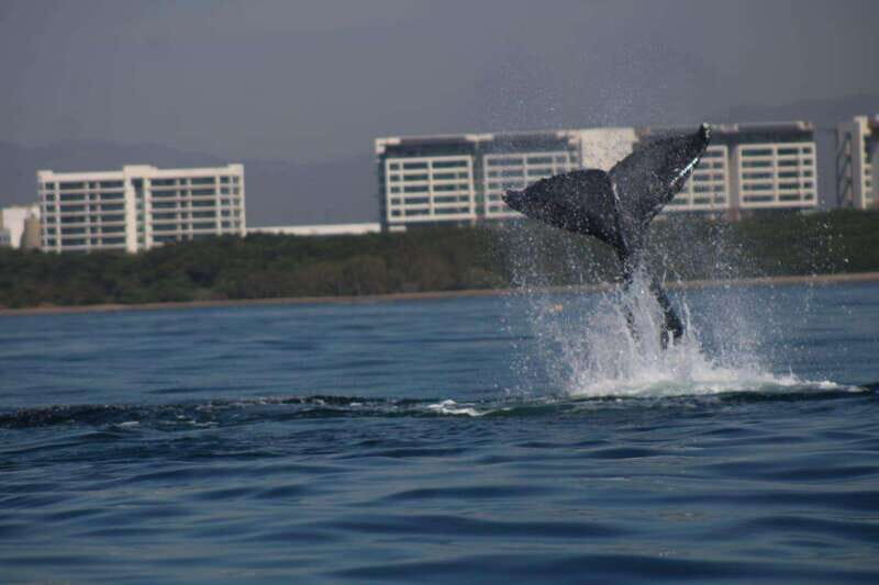 Puerto Vallarta: Whale watching - A Closer Look at the Experience